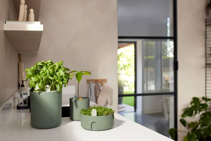 bouncy basil leaf green